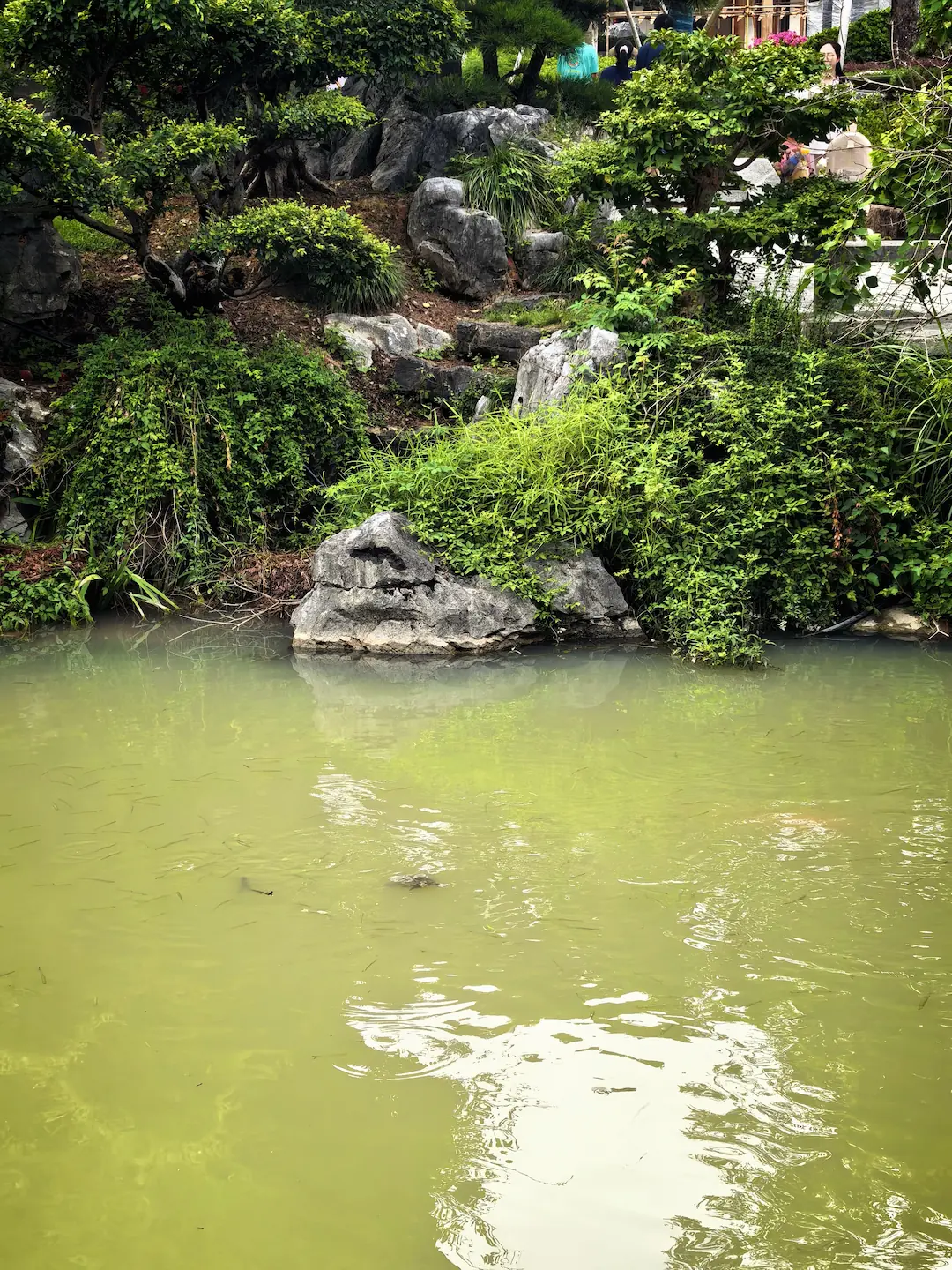 岸边错落的石景与游鱼池